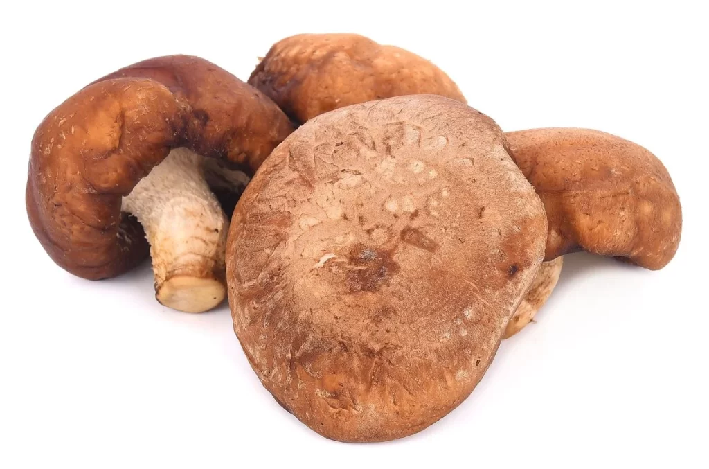 Mushroom Brown Cap Crisp Fresh