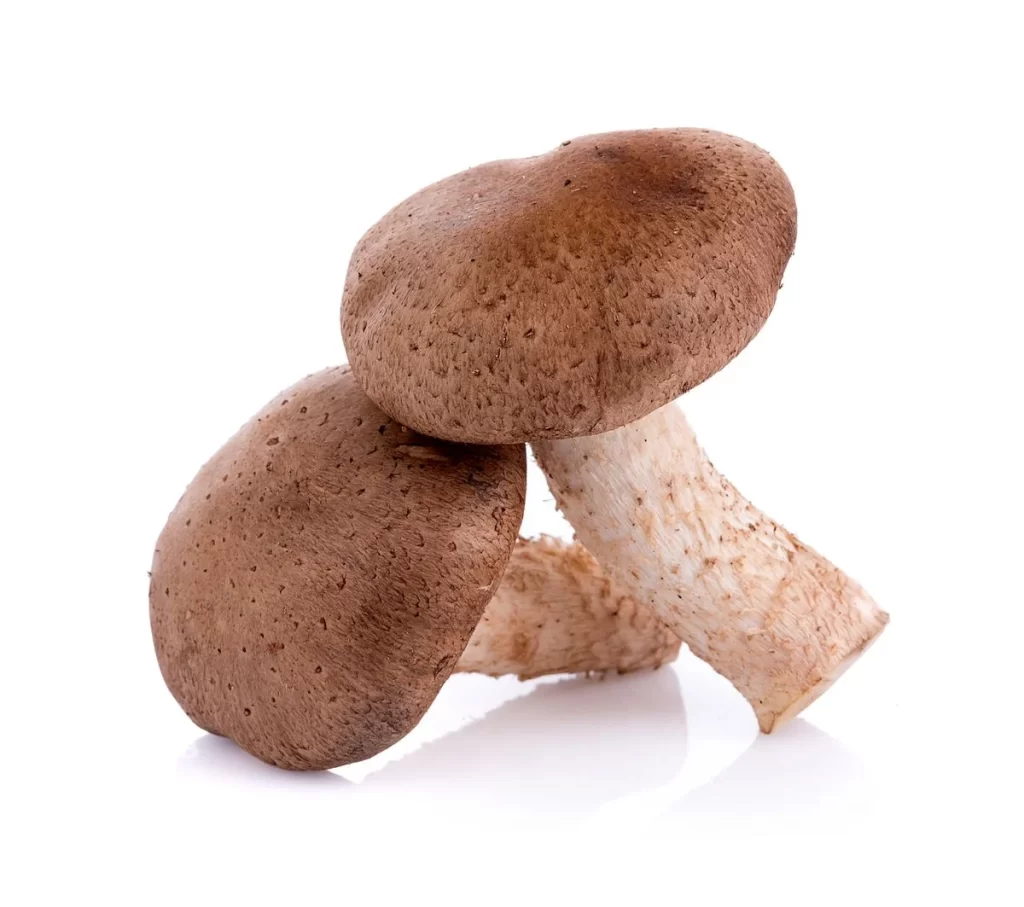 Mushroom Brown Cap Fuzzy