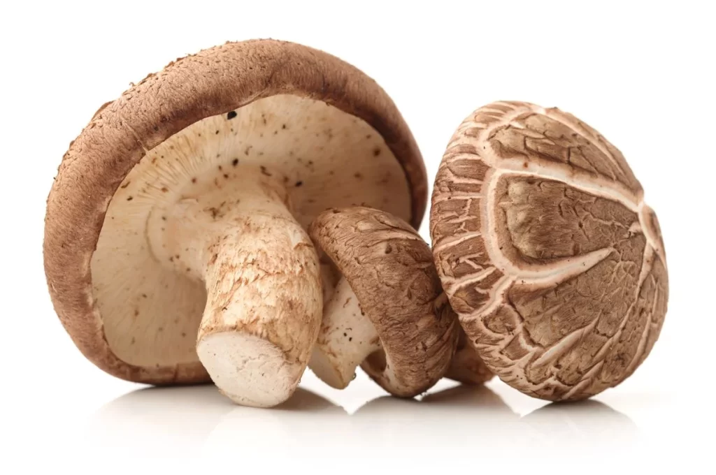 Mushroom Brown Cap Gills