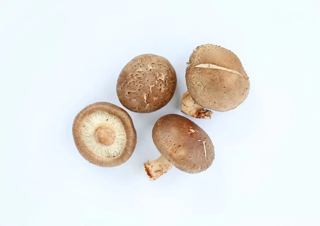 Mushroom Brown Cap Gills