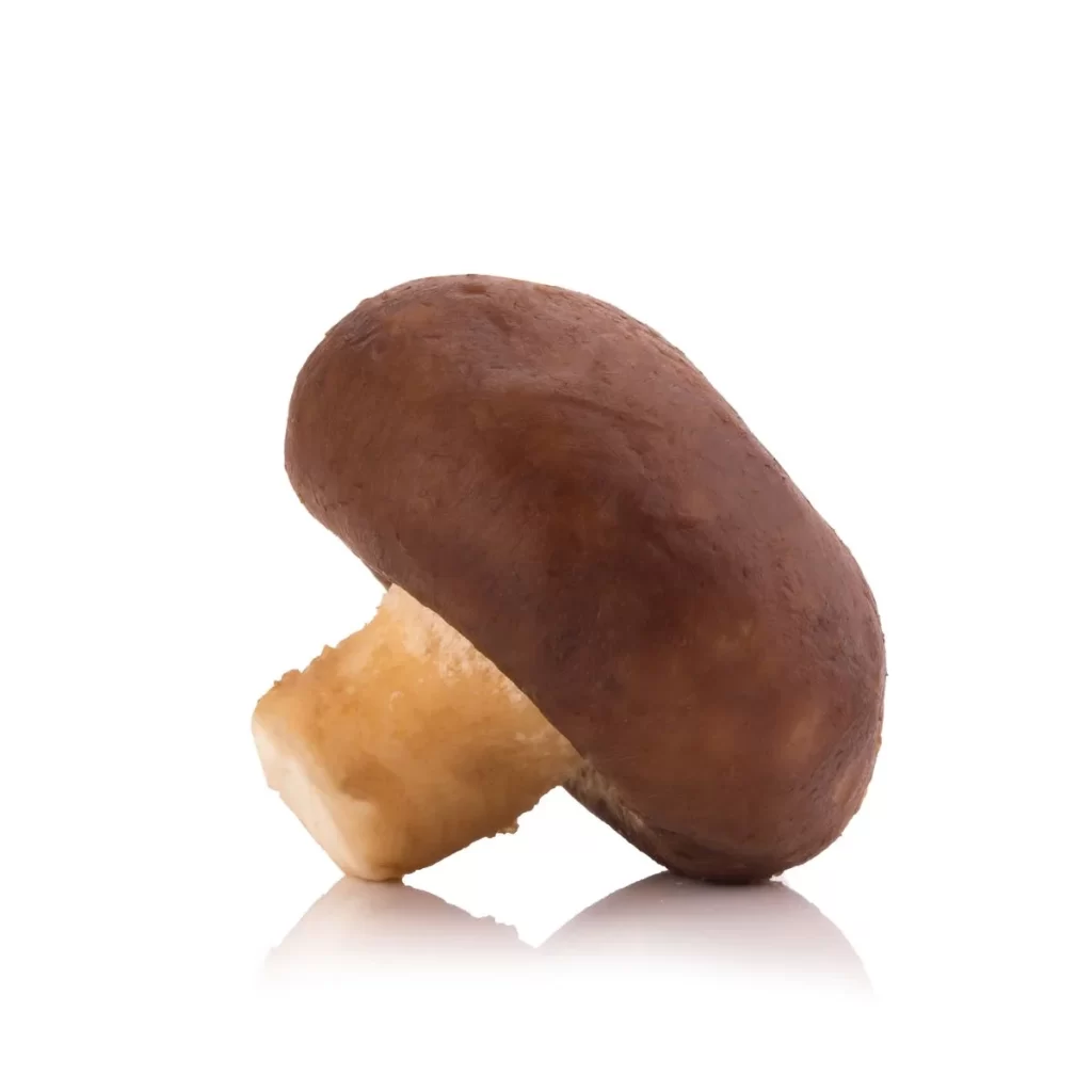 Mushroom Brown Cap Smooth