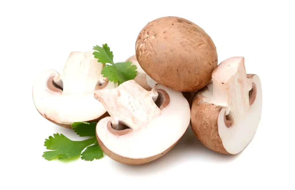 Mushroom Brown Cap White Flesh
