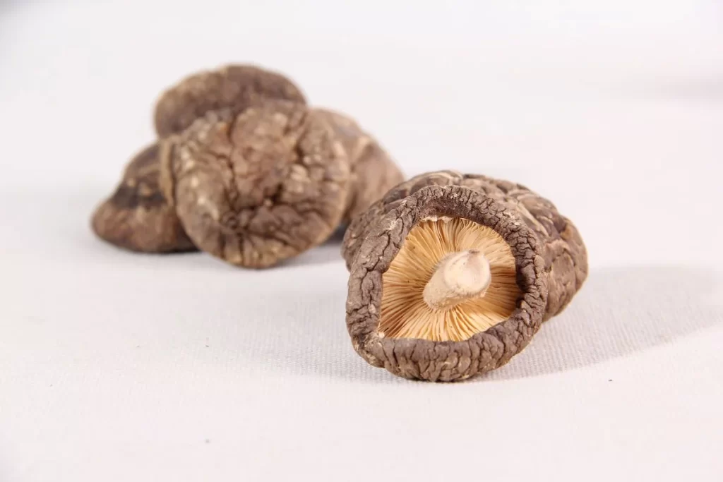 Mushroom Brown Cracked Cap