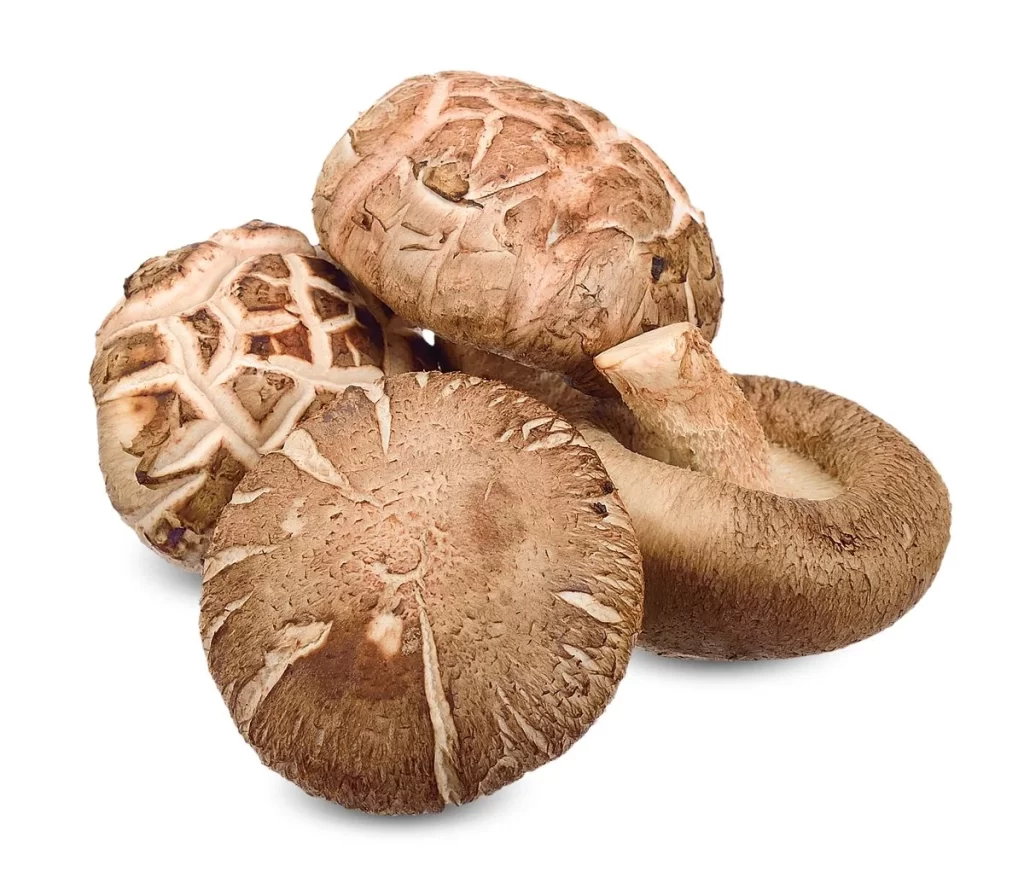 Mushroom Brown Cracked Cap