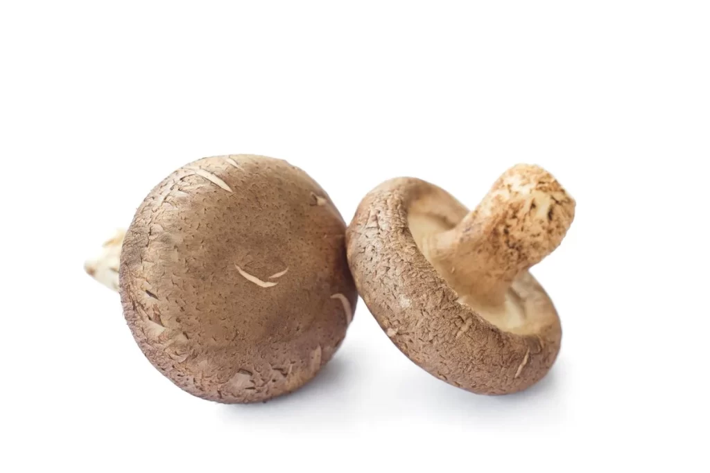 Mushroom Brown Cracked Cap