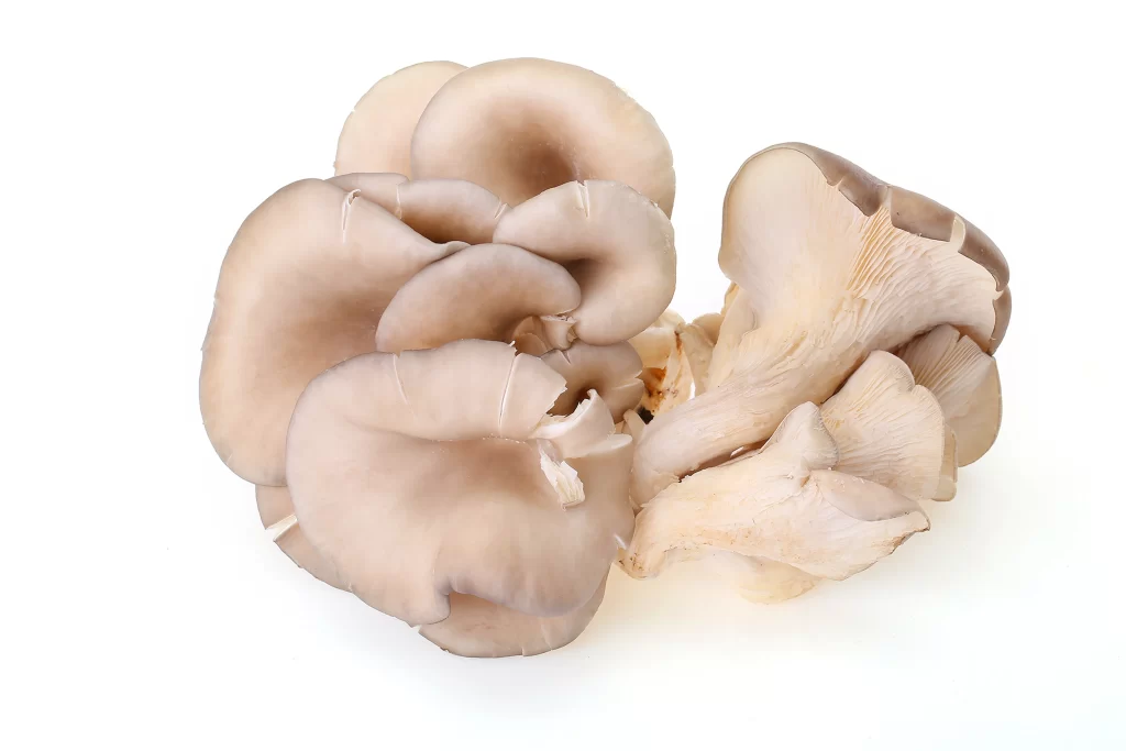 Mushroom Creamy White Organic Edible