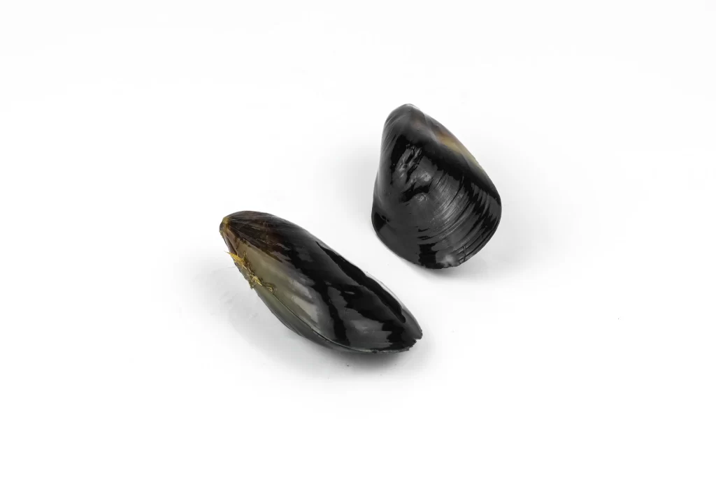 Mussels Black Shell Shiny Texture