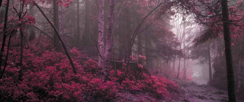 Mysterious Forest Foggy Pink Foliage Tranquil Surreal Ethereal
