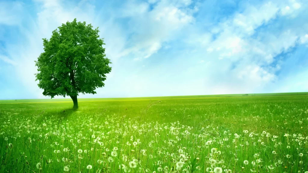 nature green tree field sky flowers