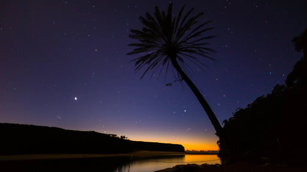 night sky stars palm tree silhouette beach