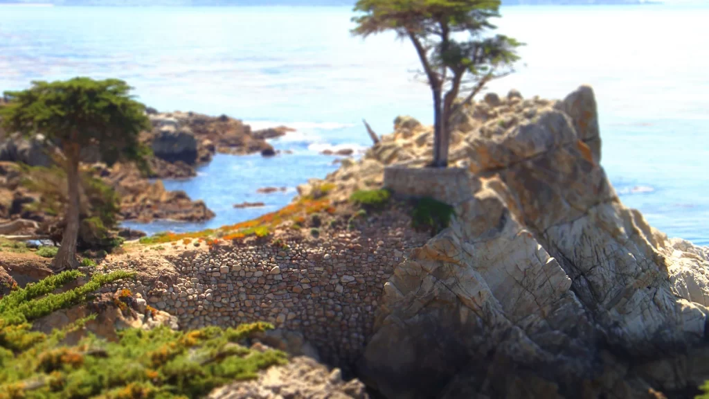 ocean rocks trees coastline sunlight landscape