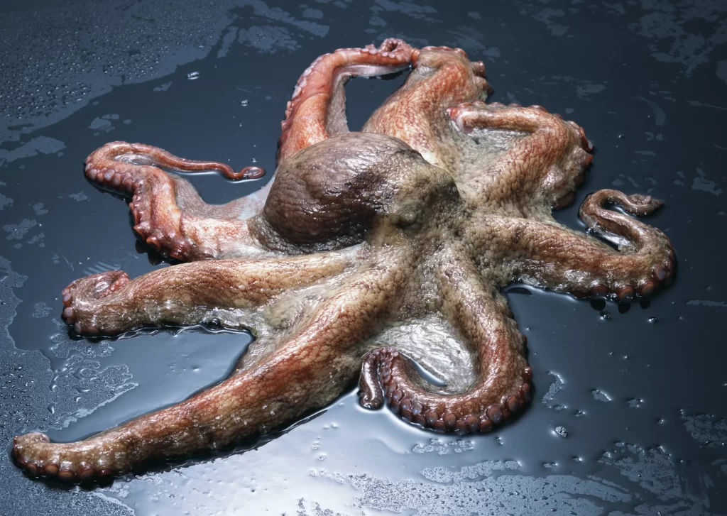 Octopus Tentacles Brown Texture Wet Surface