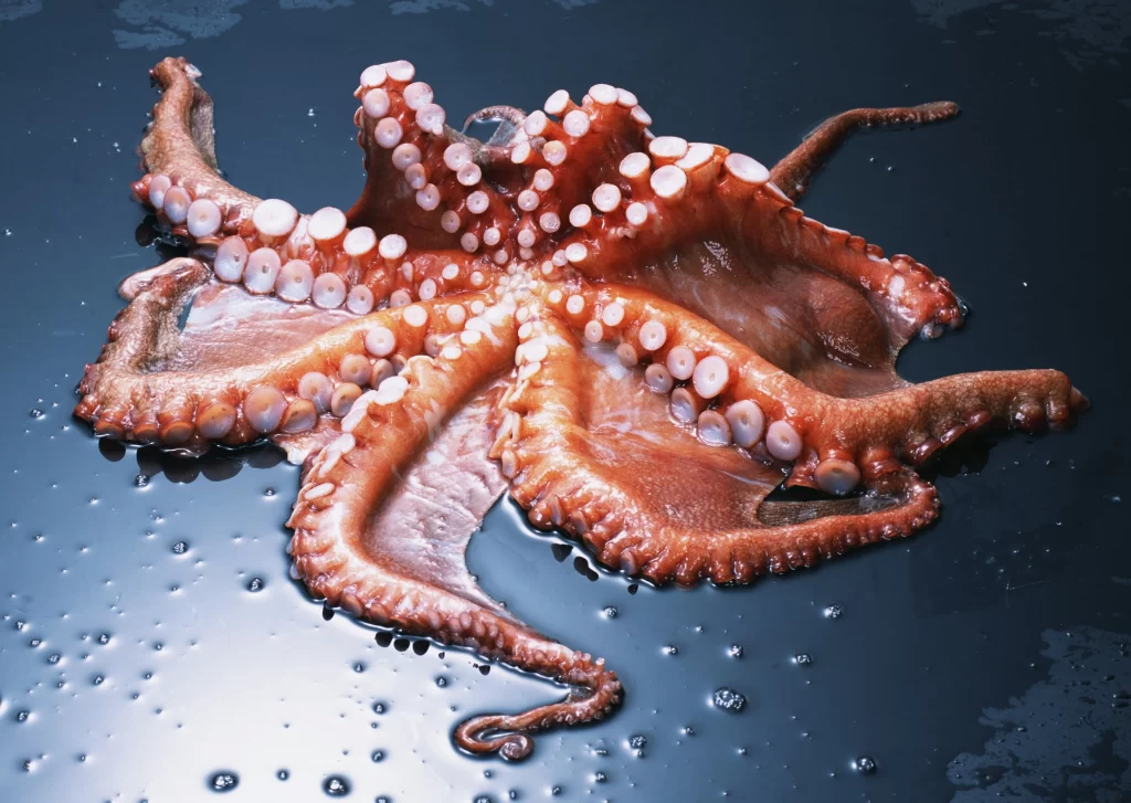 Octopus Tentacles Reddish-brown Color Wet Surface