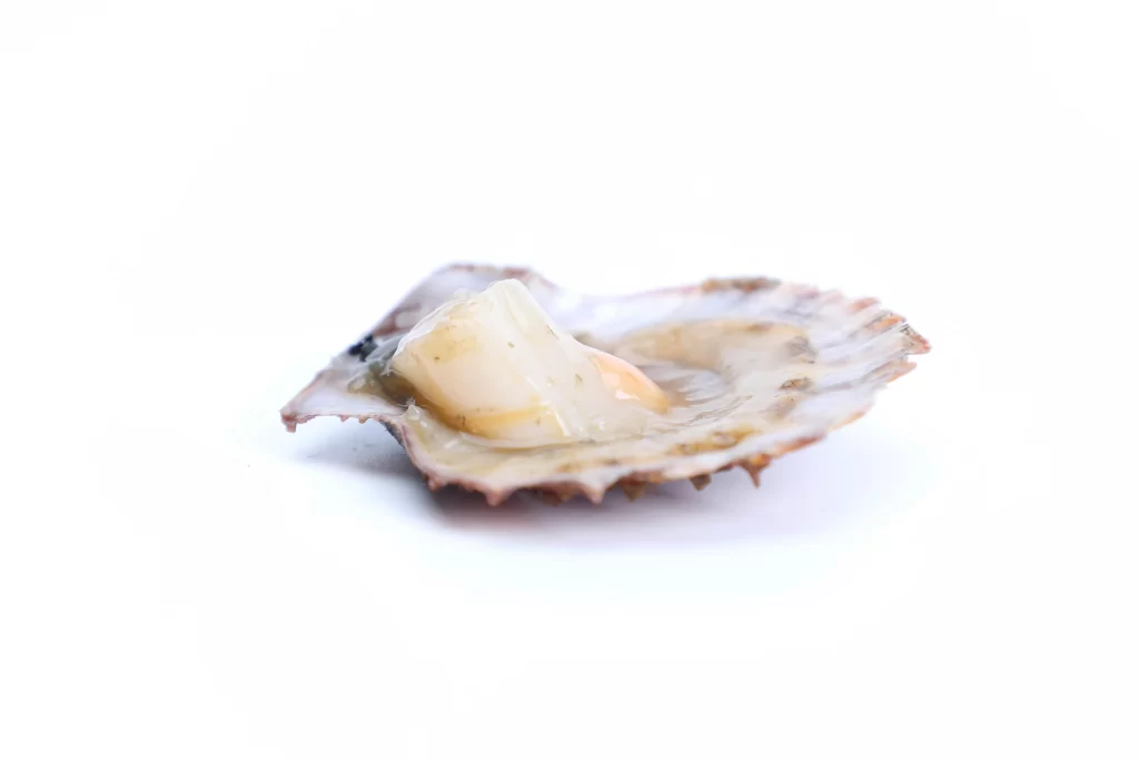Open Scallop White Shell Creamy Flesh