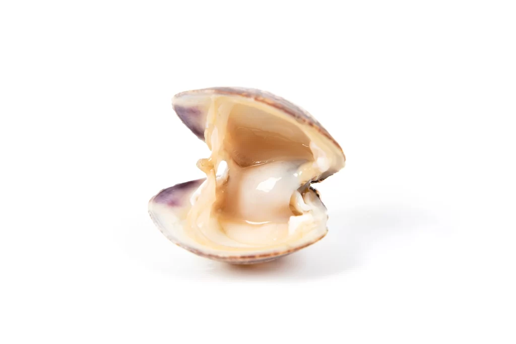 Open Shellfish Creamy White Inside Brown Exterior