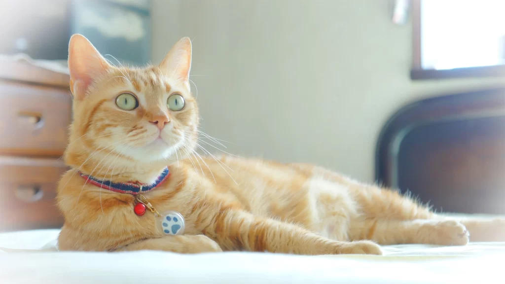 Orange Cat Relaxing Indoors Sunlight Collar