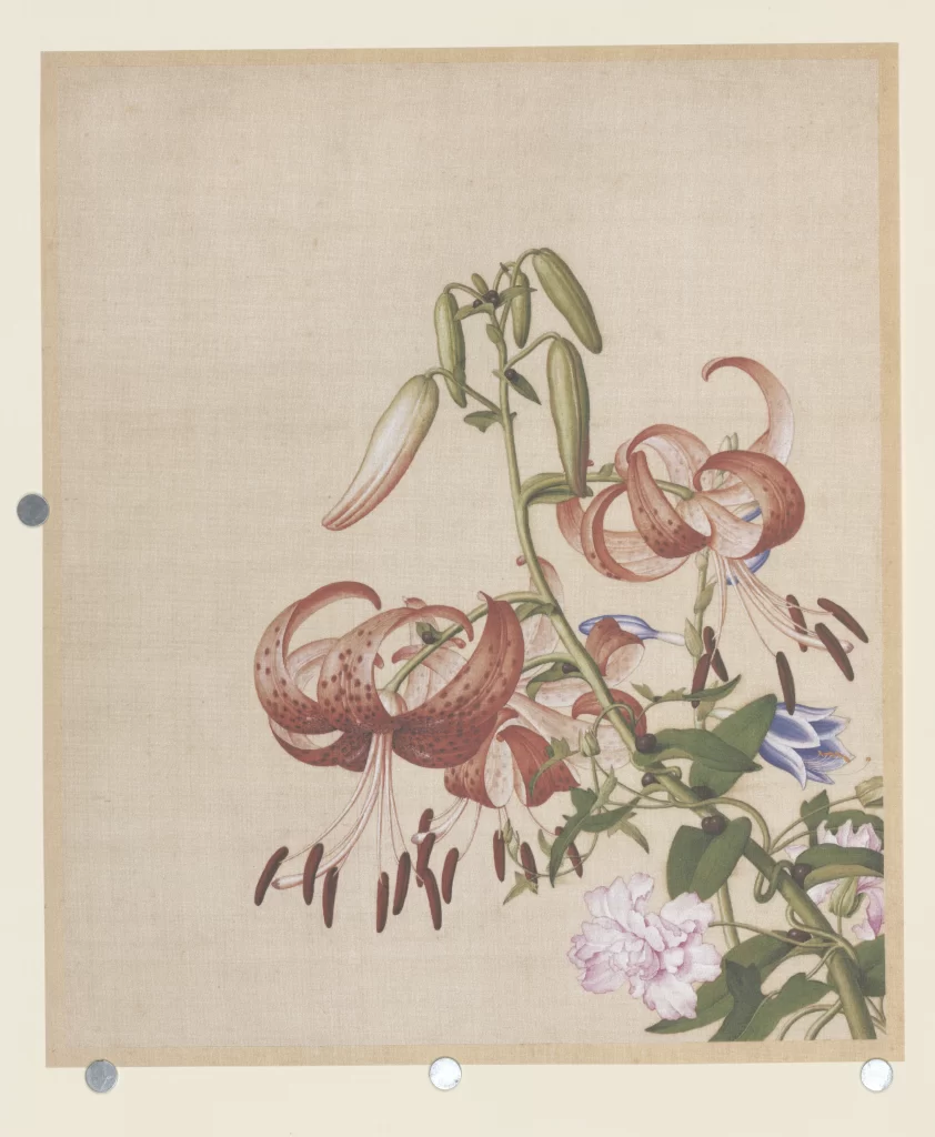 Orchid Butterfly Castiglione