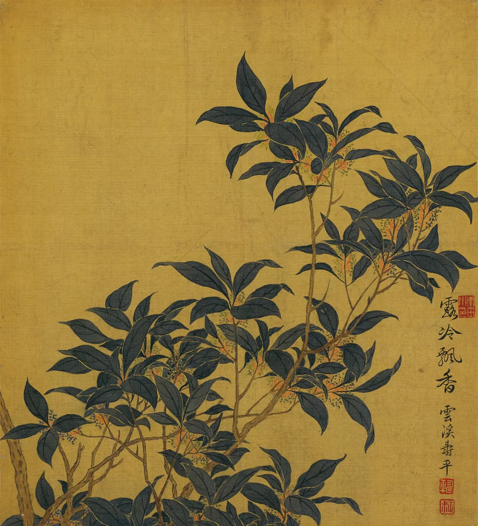 Osmanthus Blossoms Yun Shouping
