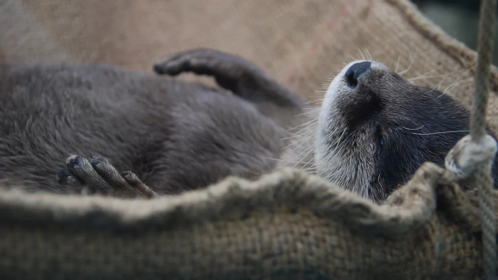 Otter Relaxation Sleep Fur Texture
