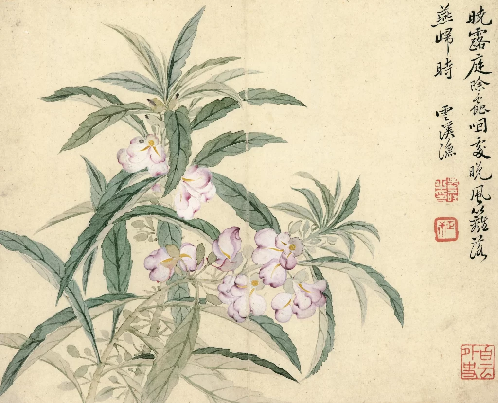 Ouxiang Studio Balsam Flower Yun Shouping