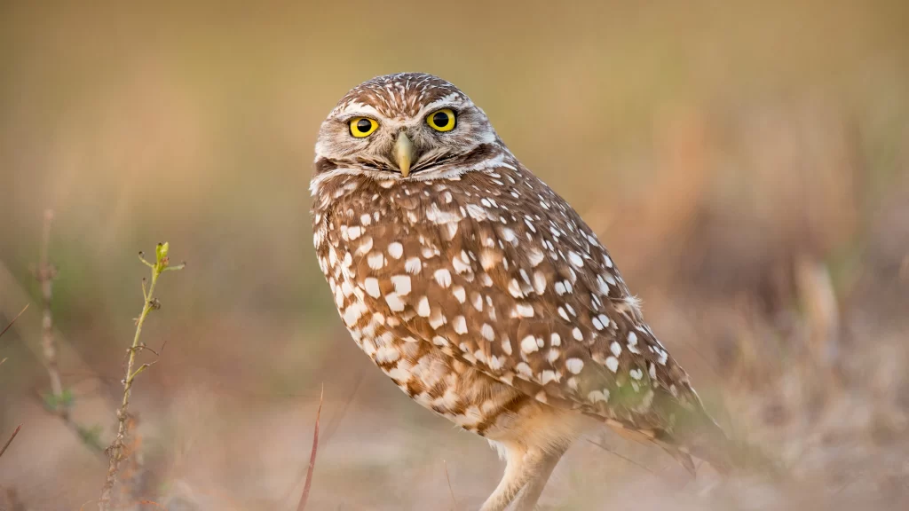 Owl Brown White Spots Yellow Eyes Nature