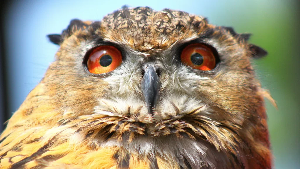 Owl Feather Eyes Beak Nature