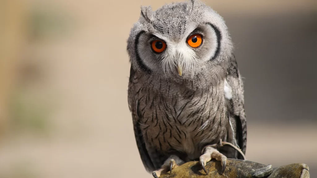Owl Feathered Bird Orange Eyes Nature