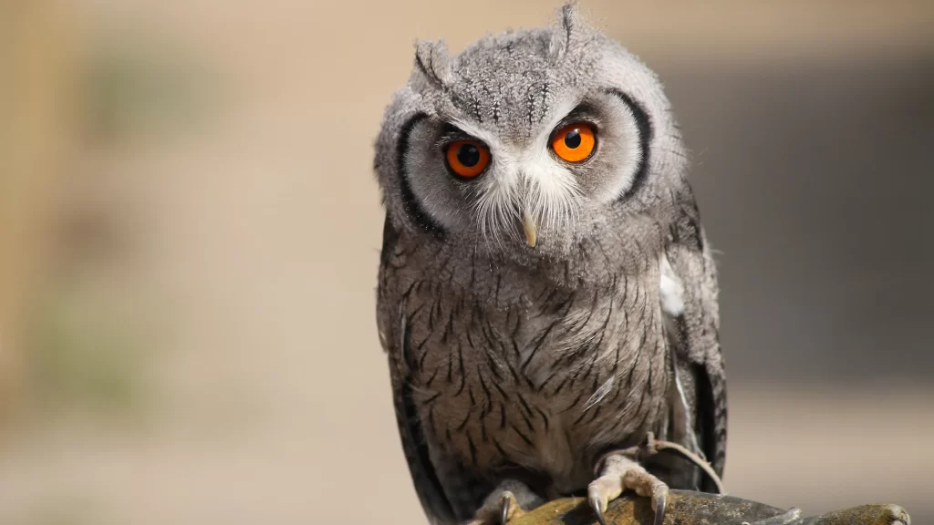 Owl Feathered Eyes Nature Wildlife