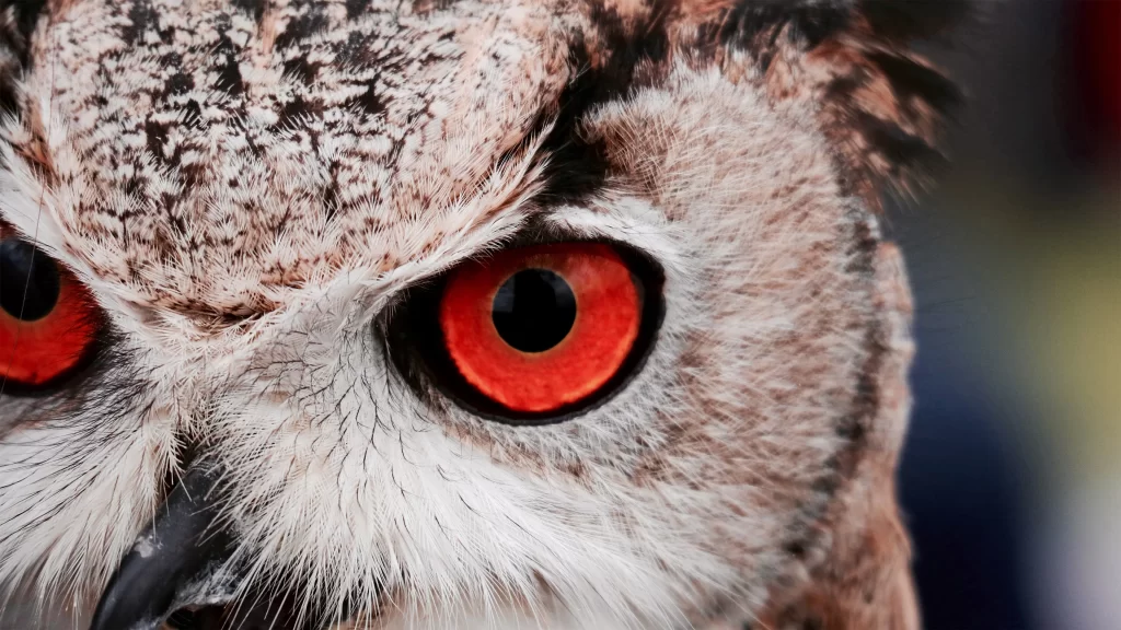 Owl Intense Eyes Feather Pattern Nature