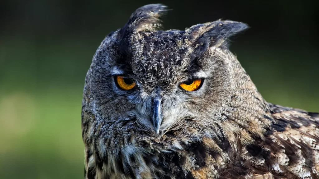Owl Intense Eyes Feathered Texture Nature
