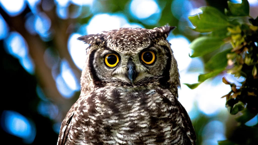 Owl Yellow Eyes Brown Feathers Green Leaves