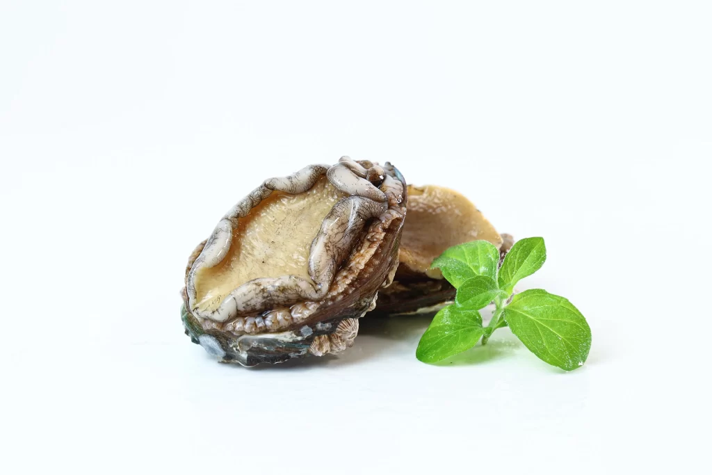 Oyster Open Shell Fresh Green Leaves