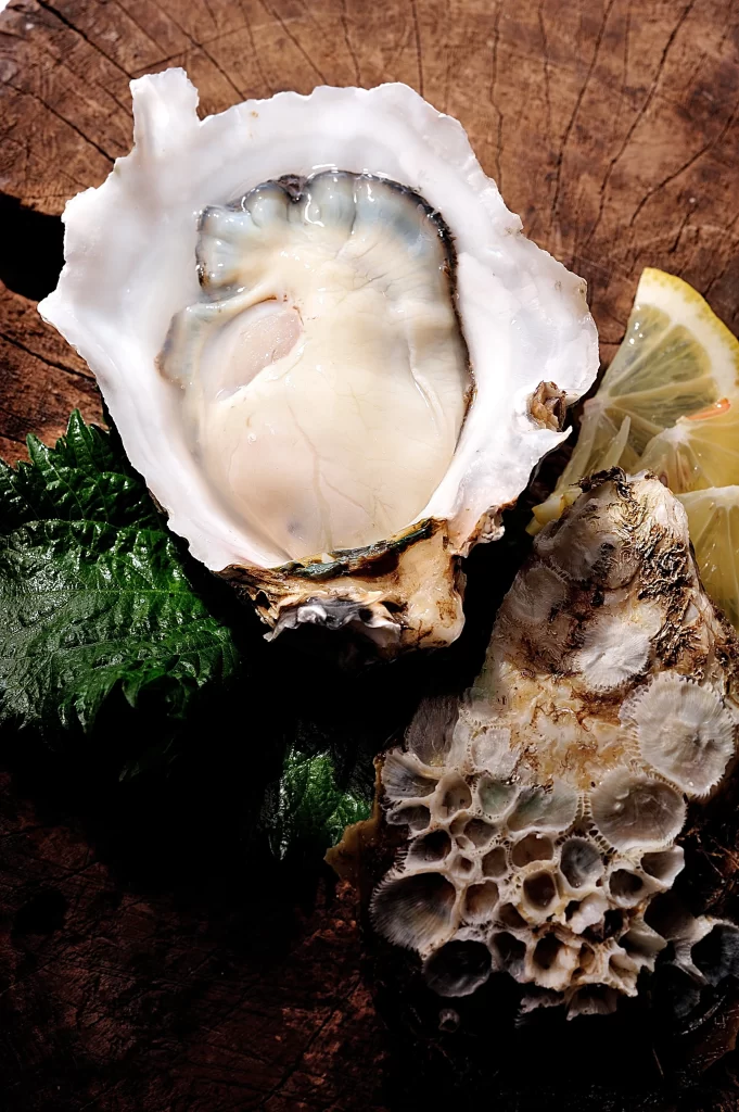 Oyster Raw White Shell Green Garnish