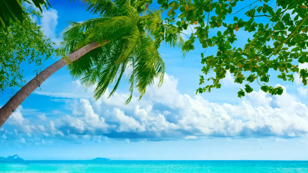 Palm Tree Ocean Blue Sky White Clouds Tropical Serene