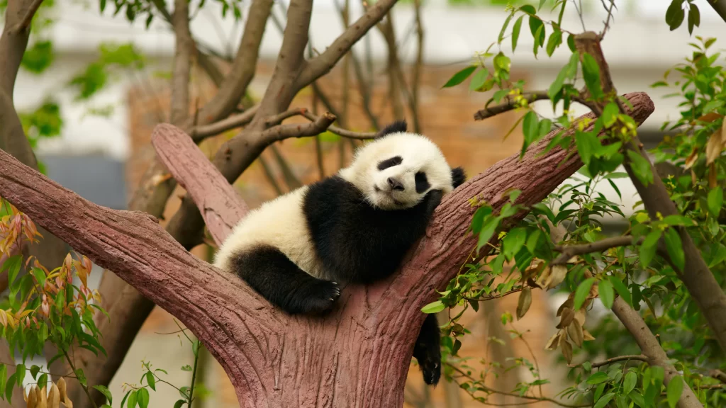 Panda Resting Tree Branches Green Leaves