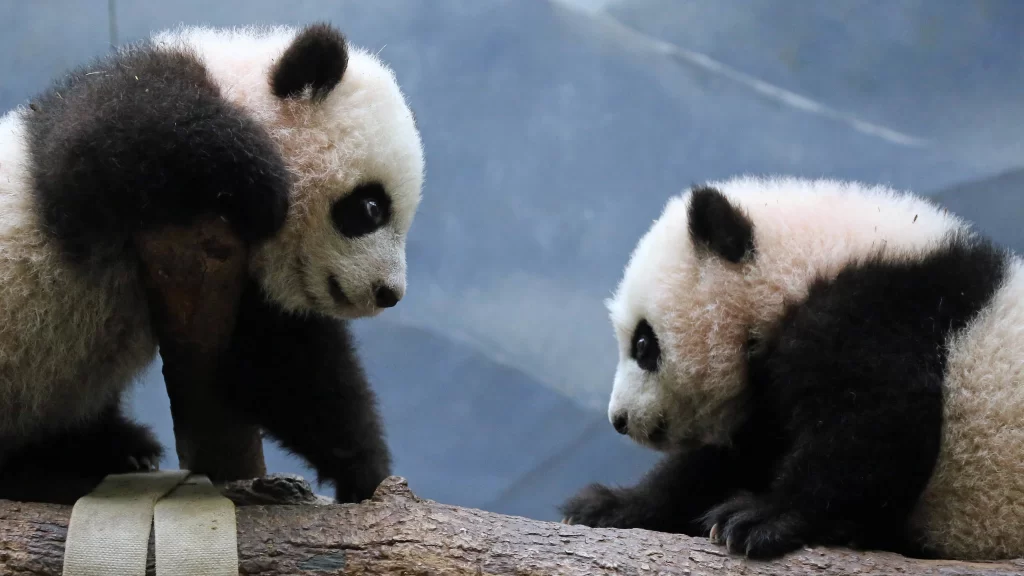 Pandas Playful Black White Nature Interaction Curiosity