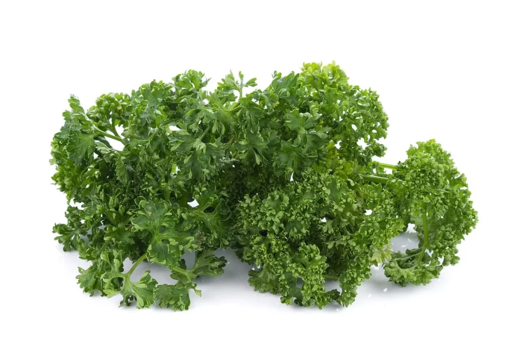Parsley Green Curly Leafy Fresh