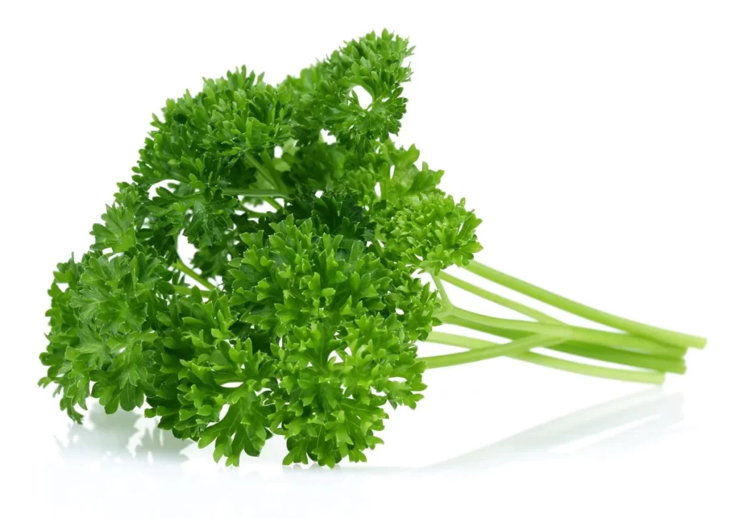 Parsley Green Leafy Herb Fresh