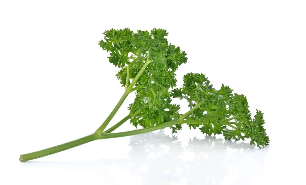 Parsley Green Leafy Herb Fresh Crisp