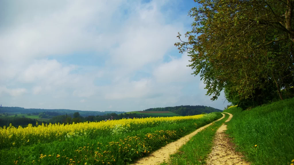 path nature trees sky clouds flowers