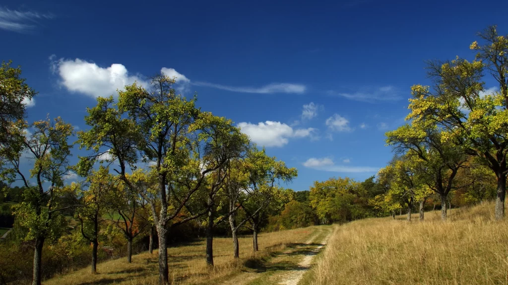 path trees grass sky clouds landscape