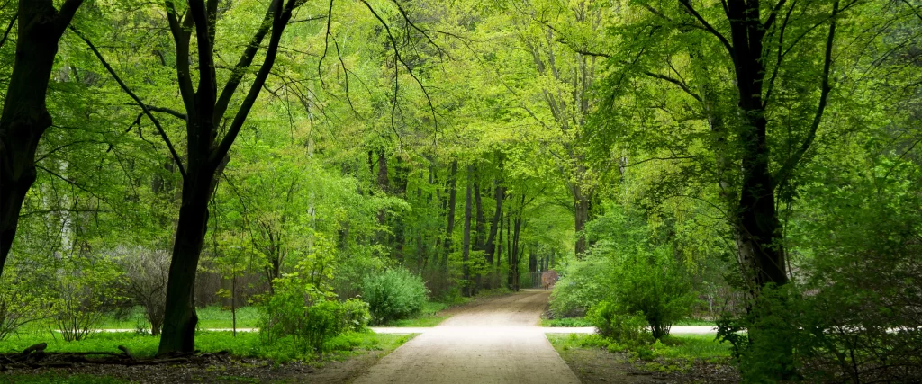 Pathway Greenery Trees Nature Tranquility Sunlight
