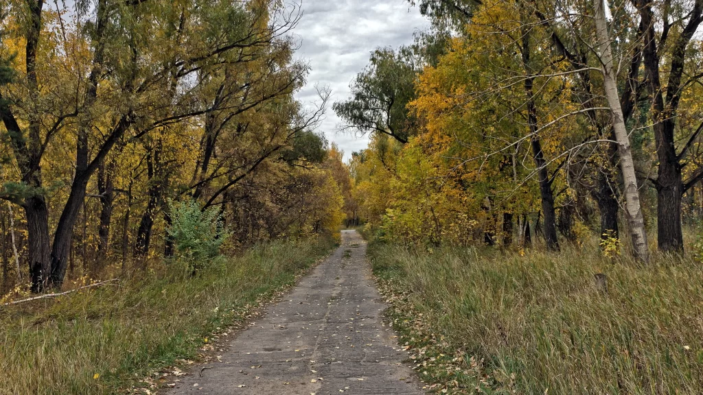 pathway trees autumn leaves grass sky