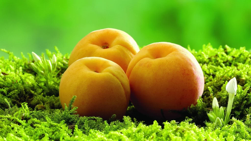 peach green moss nature fresh vibrant