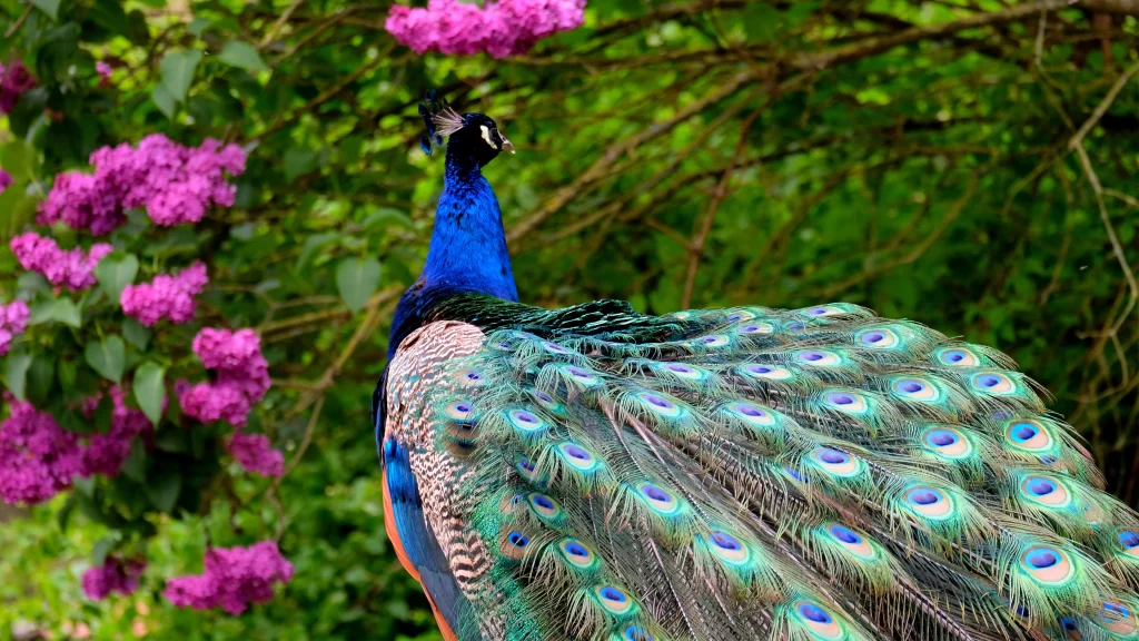 Peacock Vibrant Feathers Greenery Blooming Flowers Nature