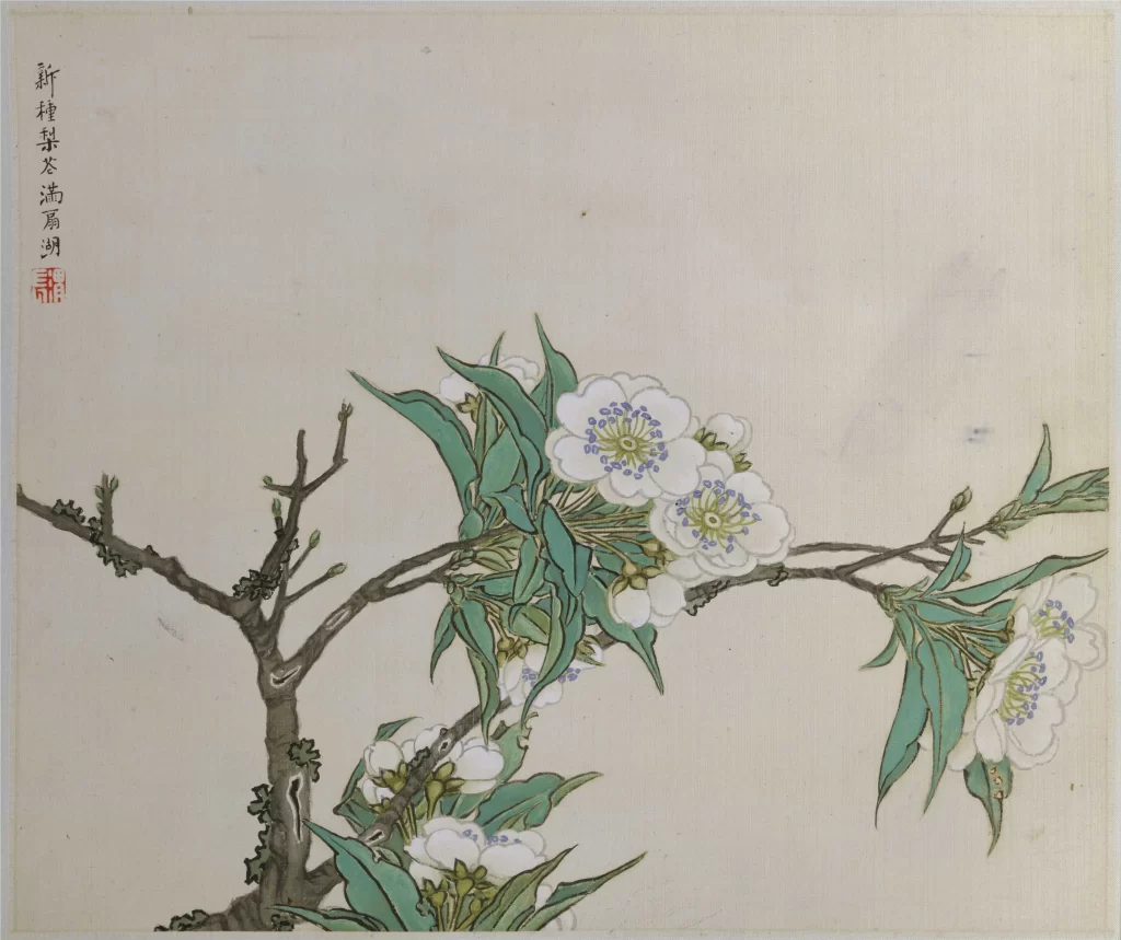 Pear Blossom Spring Branches Ren Xiong