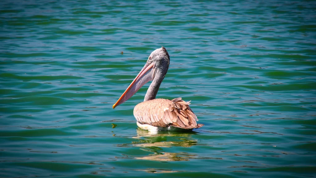 Pelican Water Green Blue Reflection