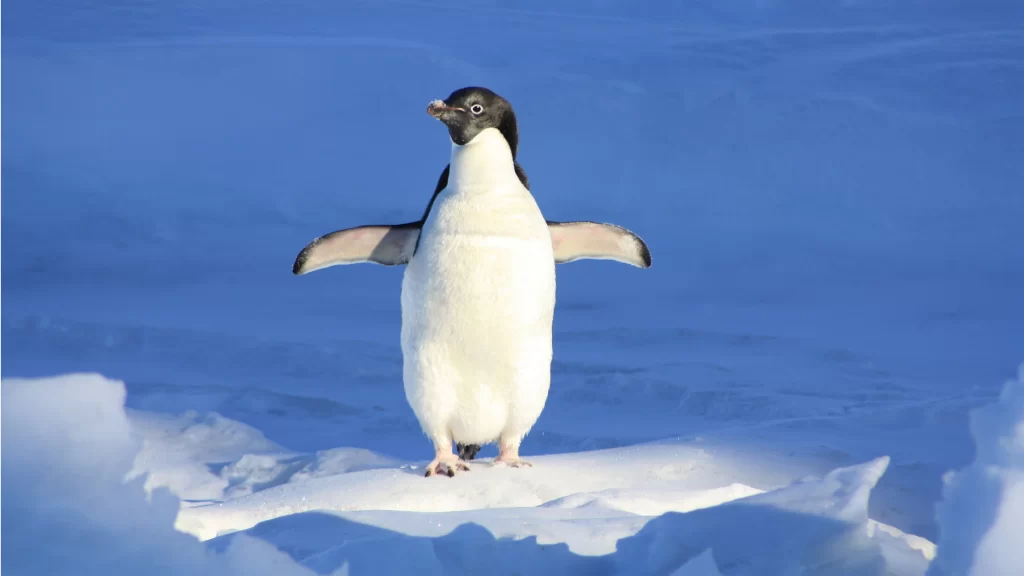 Penguin Ice Snow Antarctic Blue Sky