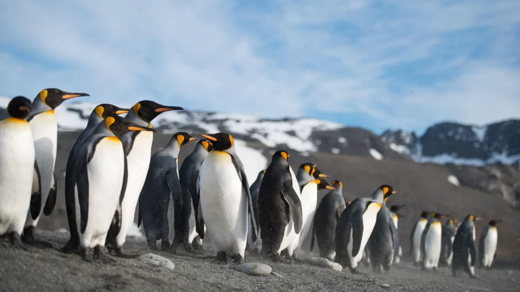 Penguins Antarctic Snow Mountain Blue Sky
