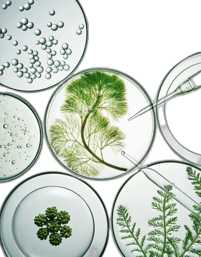 Petri Dishes Greenery Plant Life Science Experiment